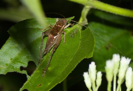 New species and bioacoustics of Varitrella (Cantotrella) (Oecanthidae: Podoscirtinae) from Sulu Archipelago and Borneo’s Sabah