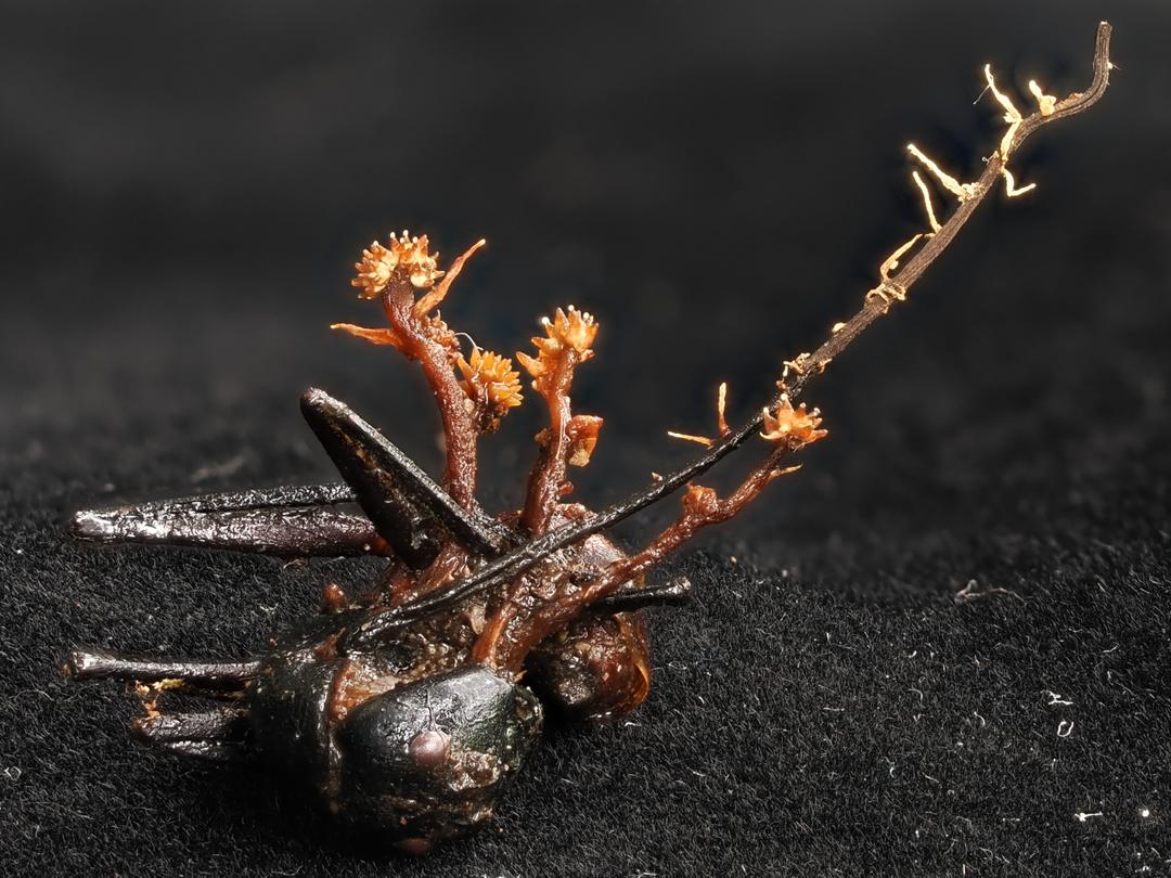 UMS discovers new horn-like fungal species in Danum Valley
