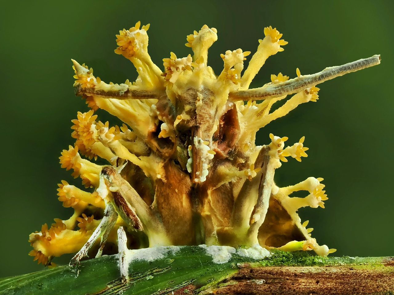 Akanthomyces infaproensis sp. nov. (Cordycipitaceae, Hypocreales), a new entomopathogenic fungus from Sabah, Malaysian Borneo