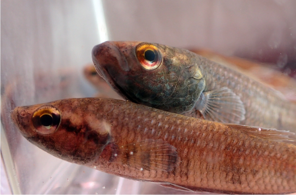 Betta nuluhon, a new species of fighting fish from western Sabah, Malaysia (Teleostei: Osphronemidae)