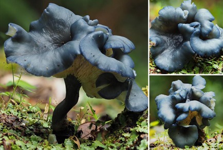 Calocybe kinabaluensis (Lyophyllaceae, Agaricales), a new species from Kinabalu  UNESCO Global Geopark, Sabah, Northern Borneo, Malaysia
