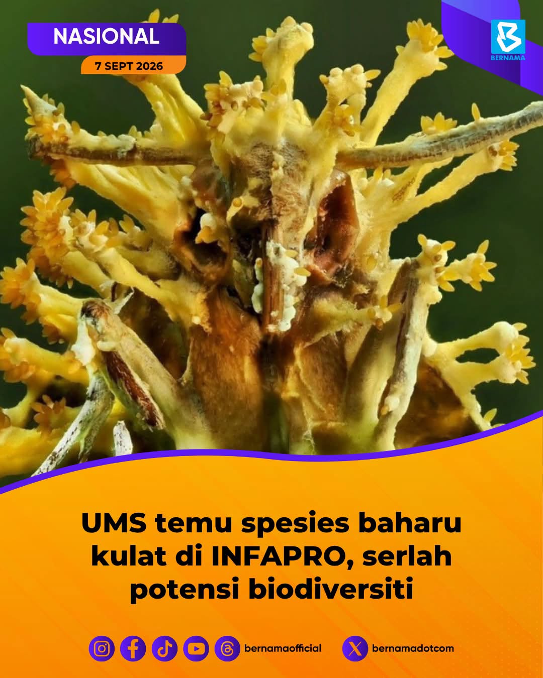 UMS temu spesies baharu kulat di INFAPRO, serlah potensi biodiversiti