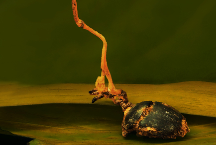 Metarhizium tawauensis (Clavicipitaceae, Hypocreales), a new entomopathogenic  fungus from Sabah, northern Borneo, Malaysia