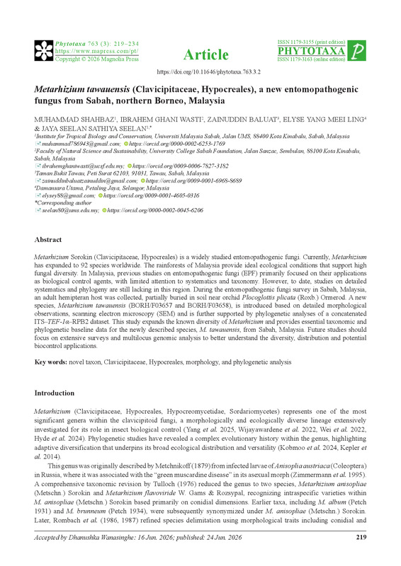 Metarhizium tawauensis (Clavicipitaceae, Hypocreales), a new entomopathogenic  fungus from Sabah, northern Borneo, Malaysia