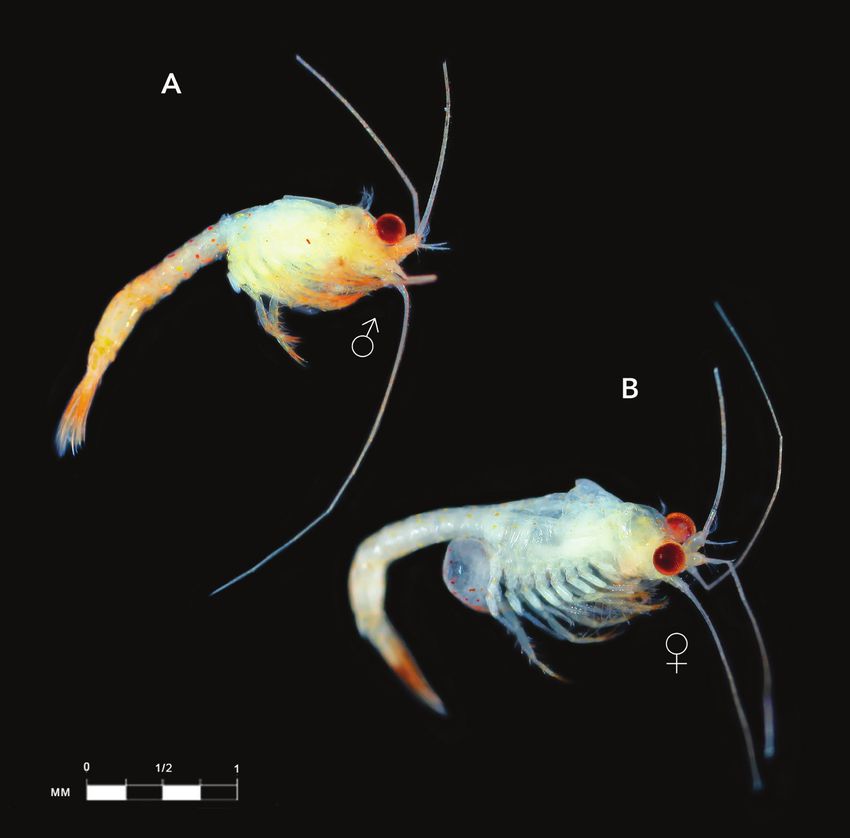 Hidden in the dark: A new record and species of cave-dwelling Palaumysis (Crustacea, Mysidacea) from Sipadan Turtle Tomb, Malaysia, with identification keys to world species