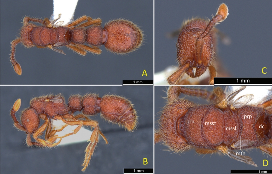 Three new species of the ant genera Ooceraea and Syscia (Hymenoptera: Formicidae: Dorylinae) from Sabah, Borneo