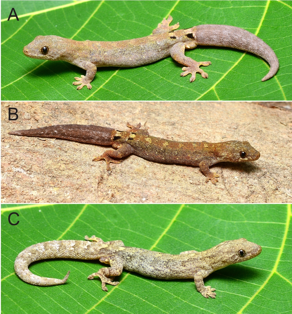 A new species of Lepidodactylus (Squamata: Gekkonidae) from North Borneo, with additional morphological data for L. ranauensis Ota & Hikida, 1988