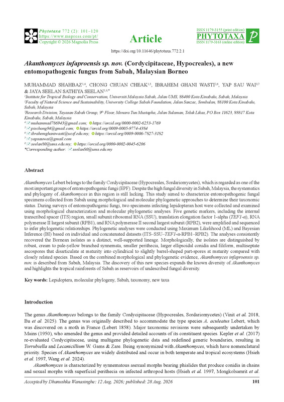 Akanthomyces infaproensis sp. nov. (Cordycipitaceae, Hypocreales), a new entomopathogenic fungus from Sabah, Malaysian Borneo