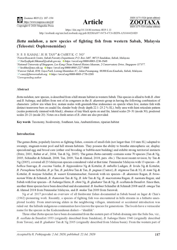 Betta nuluhon, a new species of fighting fish from western Sabah, Malaysia (Teleostei: Osphronemidae)