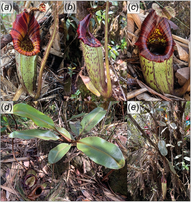 Sabah’s hidden giant: Nepenthes pongoides (Nepenthaceae), a micro-endemic tropical pitcher plant from northern Borneo