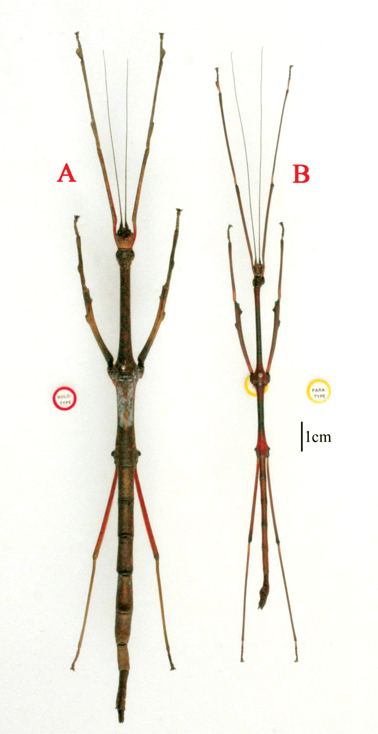 A new species of the phasmid genus Lonchodes from sabah (Insecta: Phasmida: Lonchodinae)