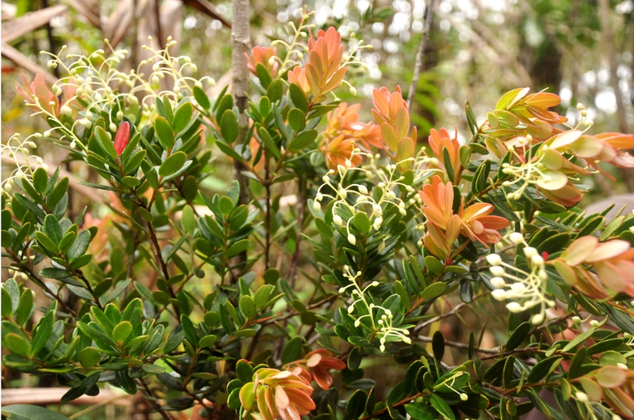Two new species of tropical blueberry (Vaccinium L., Ericaceae) from  central Sabah, Malaysian Borneo