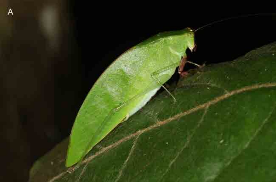 New species, new locality records and descriptions of calling songs of Phaneropterinae from Sabah