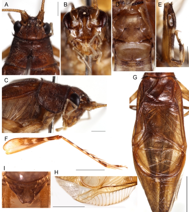 New species, locality records and calling songs of crickets of the subfamily Phaloriinae (Orthoptera: Grylloidea: Phalangopsidae) from Malaysia
