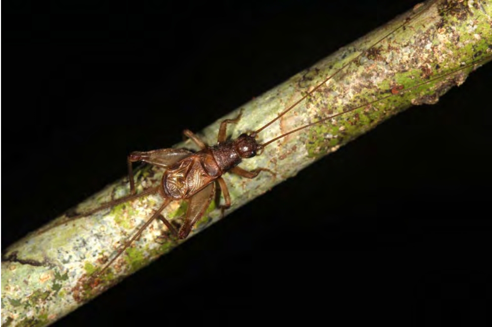 New species of little-known crickets from the subfamily Pteroplistinae (Orthoptera, Grylloidea) from Sabah and contribution to their bioacoustics