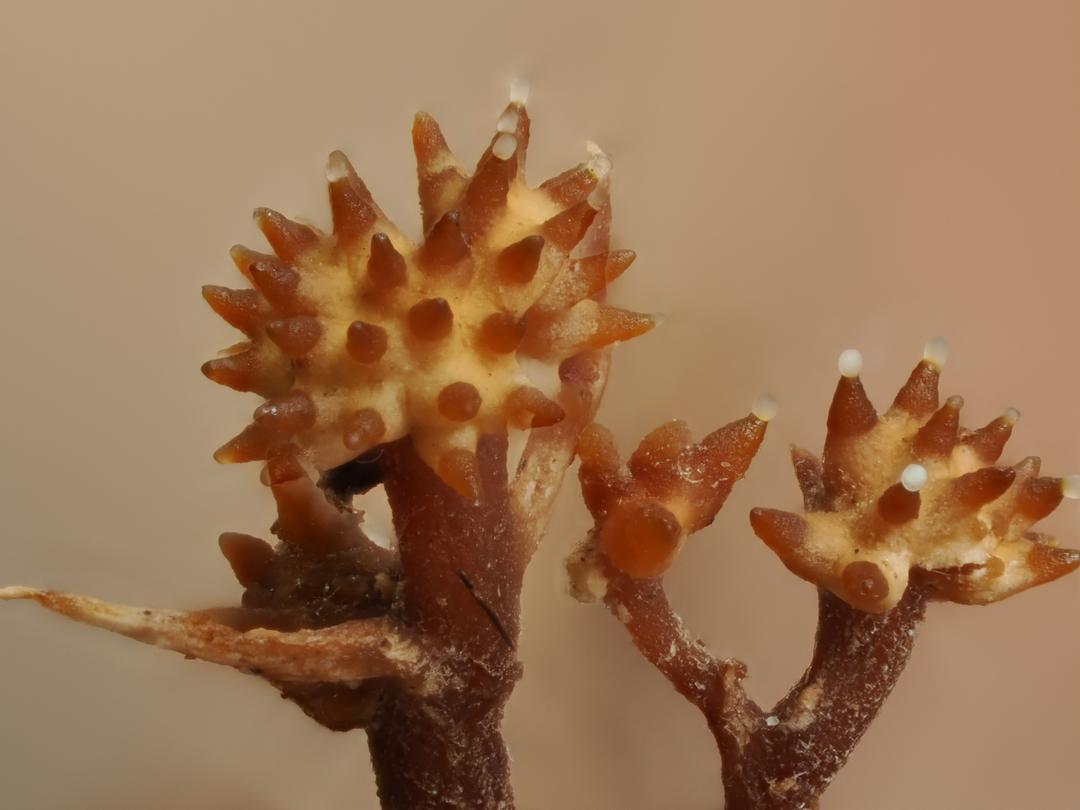 Taxonomy and phylogeny of Pleurocordyceps (Polycephalomycetaceae, Hypocreales) associated with ants and cicadas from Malaysia, including a new species and new records